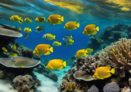 Die bunten Unterwasserwelten vor den Komoren