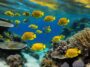 Die bunten Unterwasserwelten vor den Komoren